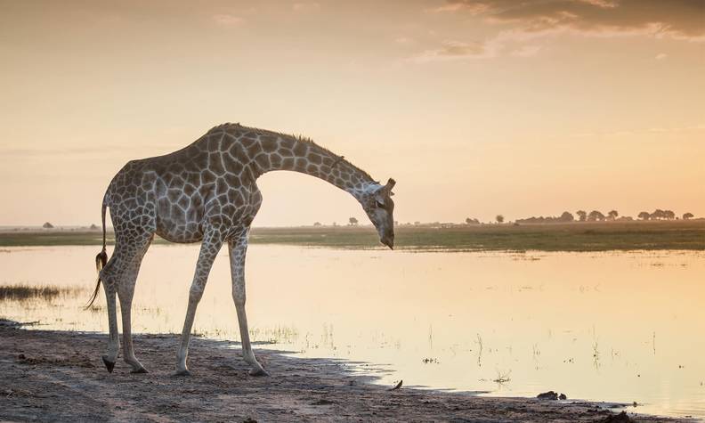 Girafe sur un point d'eau - Suivre et transloquer des girafes - Programme Namibie - Association Beauval Nature
