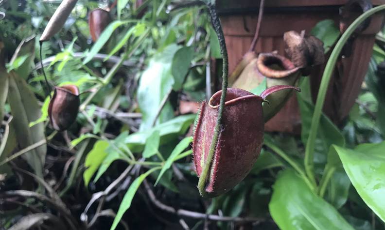 Nepenthes spathulata x tenuis - Recenser, sauver, reproduire et réimplanter les Népenthès dans leur milieu naturel - Programme Indonésie - Association Beauval Nature