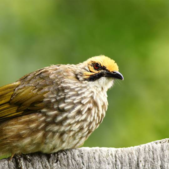 Portrait bulbul à tête jaune - Protéger, reproduire et réintroduire les oiseaux chanteurs - Programme Indonésie - Association Beauval Nature