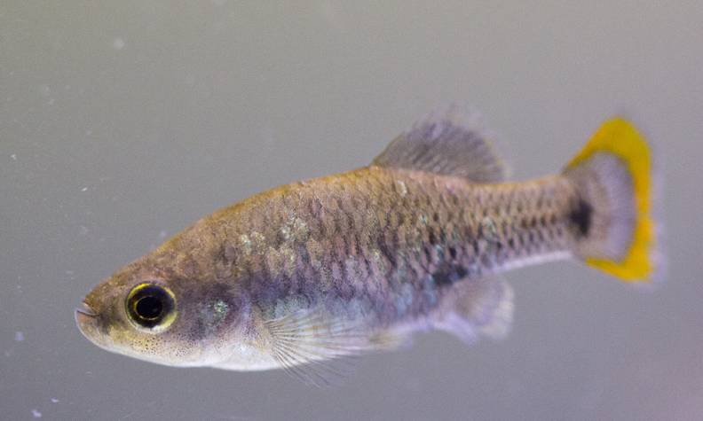 Poisson téquila - Réintroduire les poissons téquila et autres Goodéidés dans leur environnement naturel - Programme Mexique - Association Beauval Nature