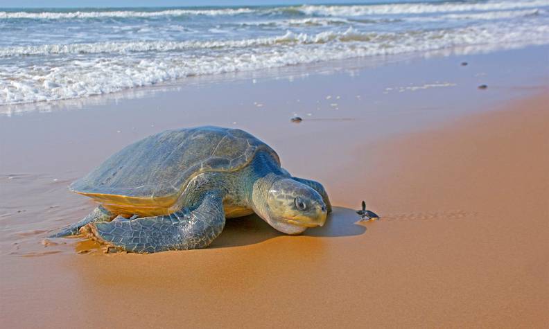 Tortue marine et son bébé - Protection de l’archipel des Bijagós, entre nature et culture - Programme Guinée-Bissau - Association Beauval Nature