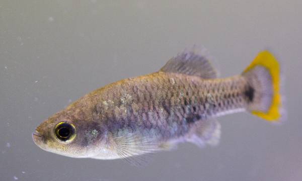Sauvegarder les poissons d'eau douce au Mexique - Beauval Nature