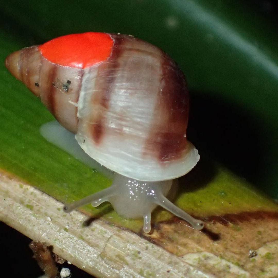 Sauver de l’extinction et réintroduire les escargots Partula dans leurs îles polynésiennes - Programme Polynésie - Association Beauval Nature