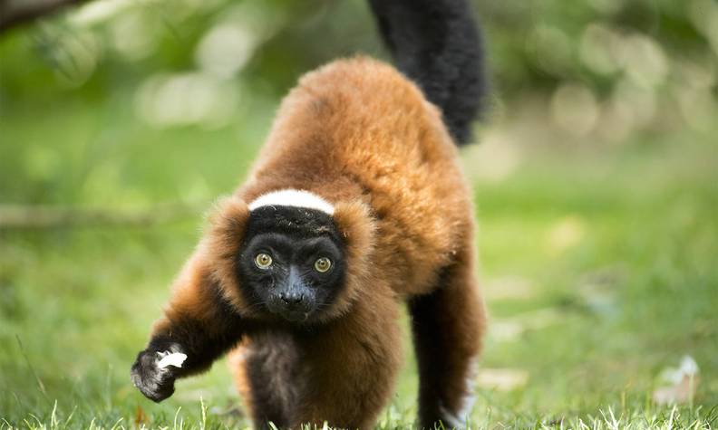 Vari roux - Protéger les différentes espèces de lémuriens endémiques de Madagascar - Programme Madagascar - Association Beauval Nature