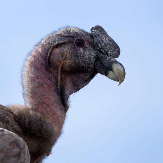 Portrait condor des Andes - Protéger et relâcher le condor des Andes sacré - Programme Argentine - Association Beauval Nature