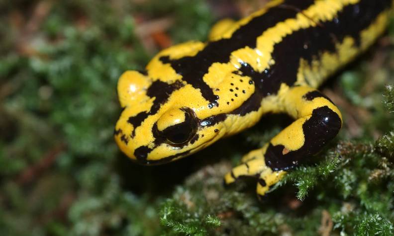 Salamandre tachetée - Lutter contre la grenouille taureau pour préserver les amphibiens de Sologne - Programme France - Association Beauval Nature