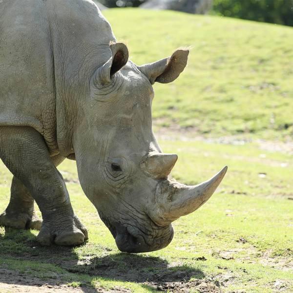 Parrainer Satara, rhinocéros blanc du ZooParc de Beauval - Garder, surveiller et protéger les pandas roux dans leurs forêts - Programme Népal - Association Beauval Nature