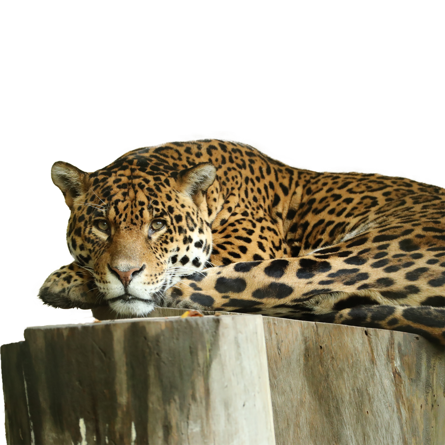 Recenser les jaguars et sensibiliser pour les préserver - Programme Brésil - Association Beauval Nature