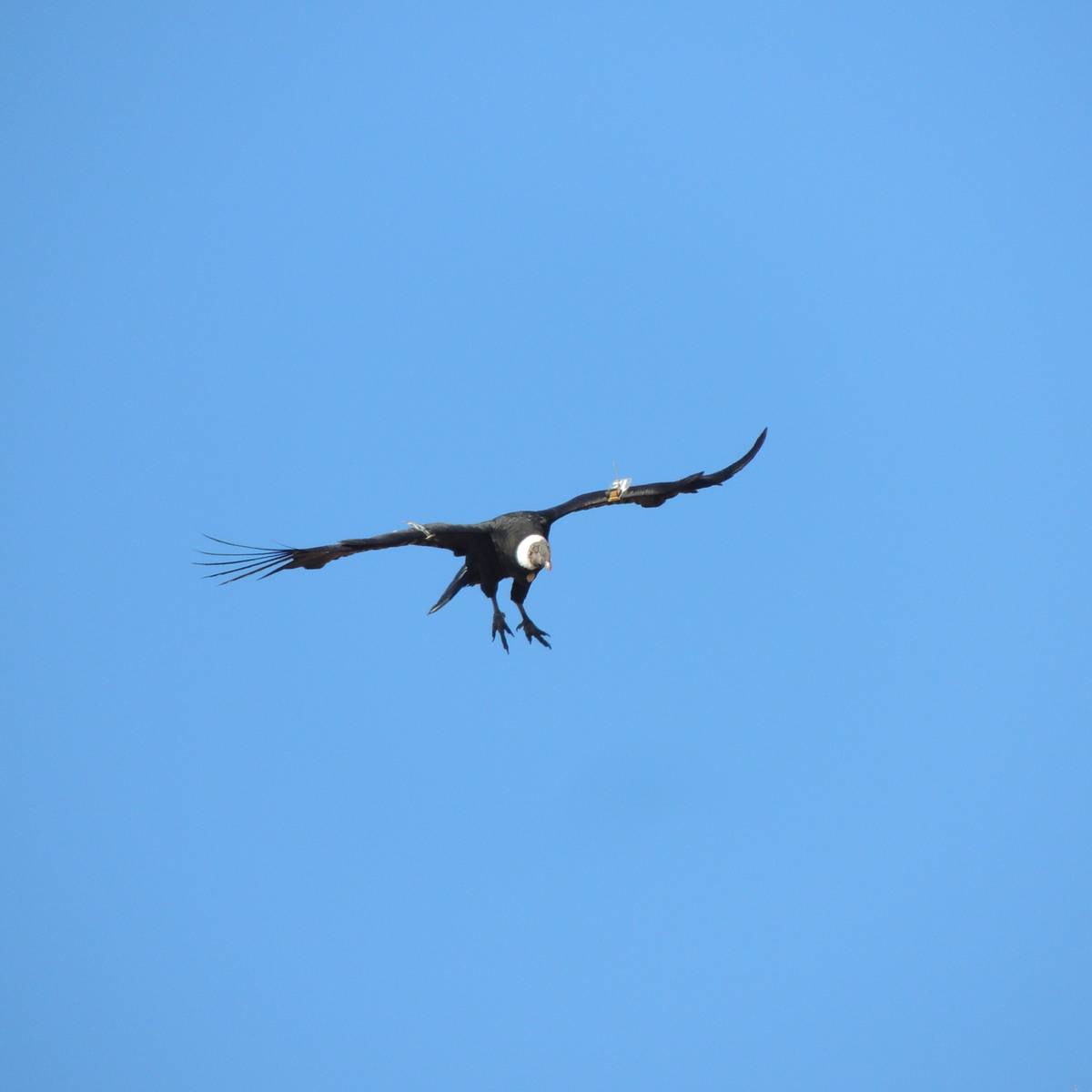 Condor avec ailes déployées - Protéger et relâcher le condor des Andes sacré - Programme Argentine - Association Beauval Nature