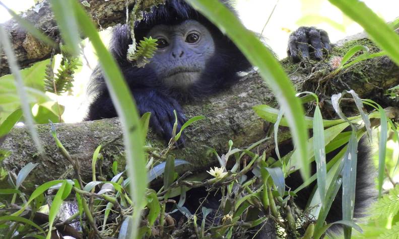 Langur de java accroché à une branche - Réhabiliter puis réintroduire les langurs de Java dans leur milieu naturel - Programme Indonésie - Association Beauval Nature