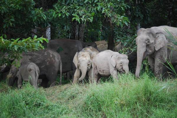 Éléphants d'Asie dans la forêt de Bornéo en Malaisie