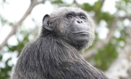 Help Congo, un programme de conservation piloté par Beauval Nature - Programme Congo - Association Beauval Nature