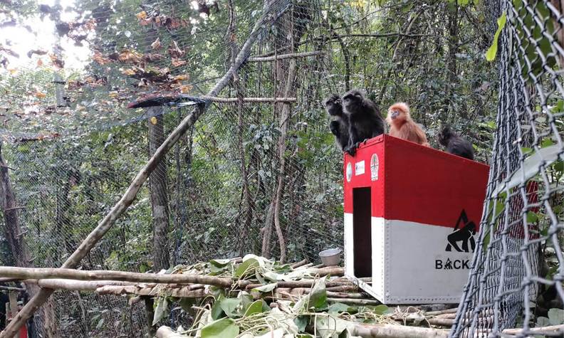 Relâché de langurs de Java - Réhabiliter puis réintroduire les langurs de Java dans leur milieu naturel - Programme Indonésie - Association Beauval Nature