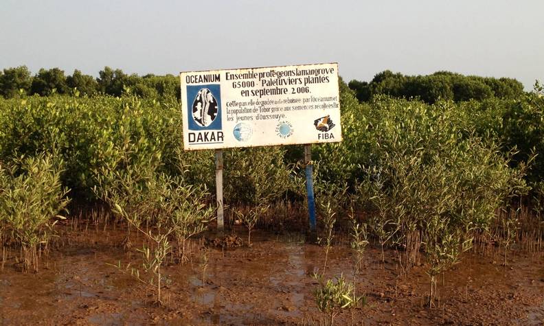 Replantation - Restaurer la mangrove - Programme Sénégal - Association Beauval Nature