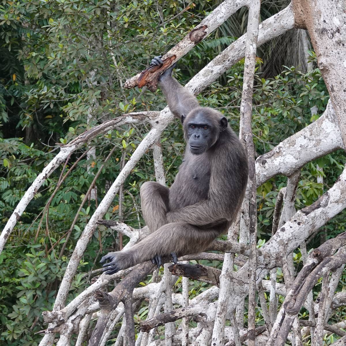 Programme Help Congo - Chimpanzé - Association Beauval Nature - ZooParc de Beauval