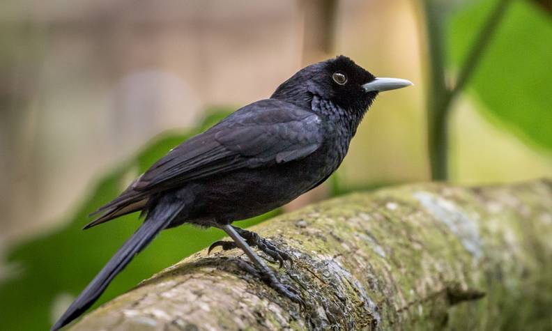 Protéger et étudier l'espèce - Sauver le monarque de Fatu Hiva - Programme Polynésie française - Association Beauval Nature