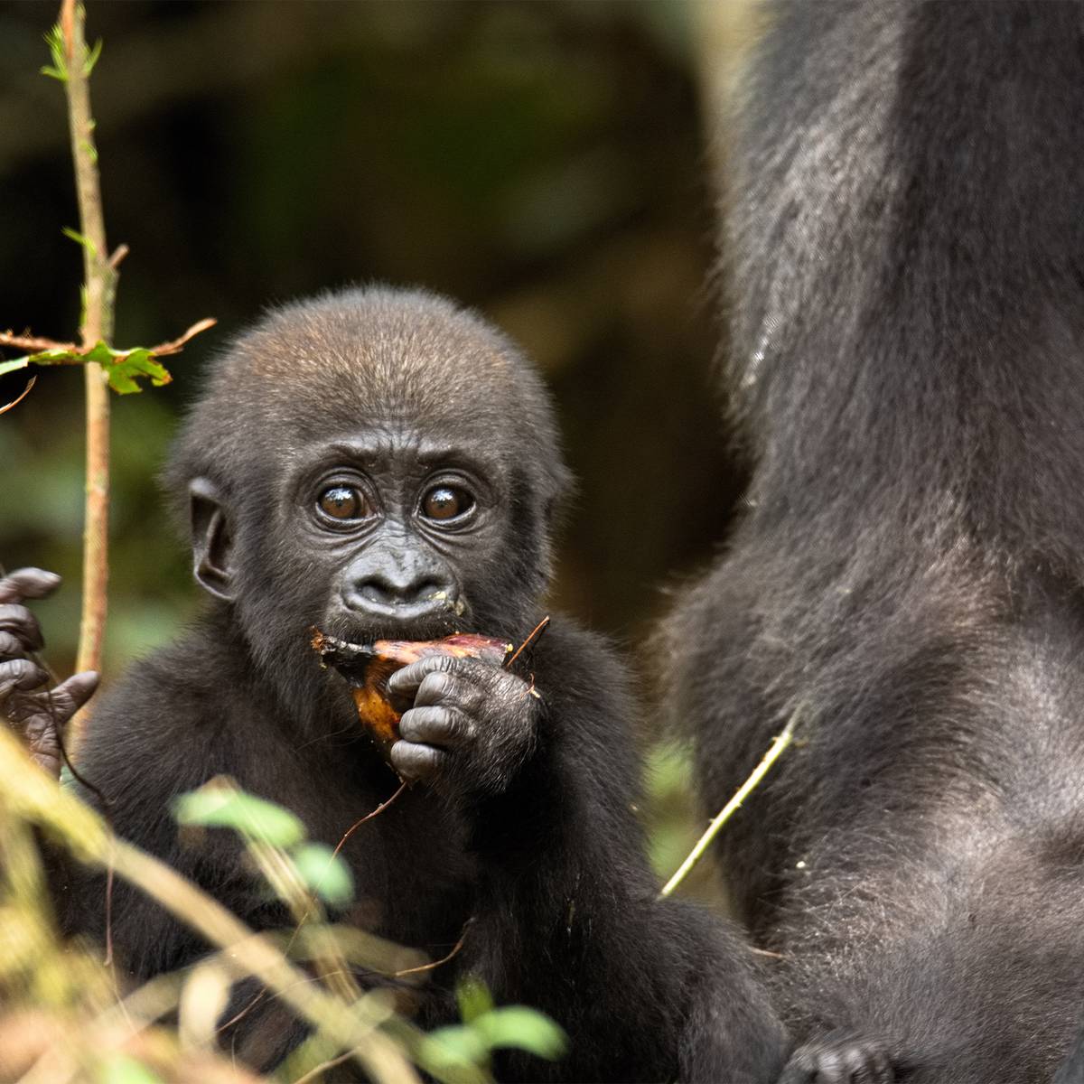 Jeune femelle gorille Taali - Réintroduire les gorilles des plaines de l’Ouest - Programme Congo - Association Beauval Nature