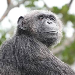 Help Congo, un programme de conservation piloté par Beauval Nature - Programme Congo - Association Beauval Nature