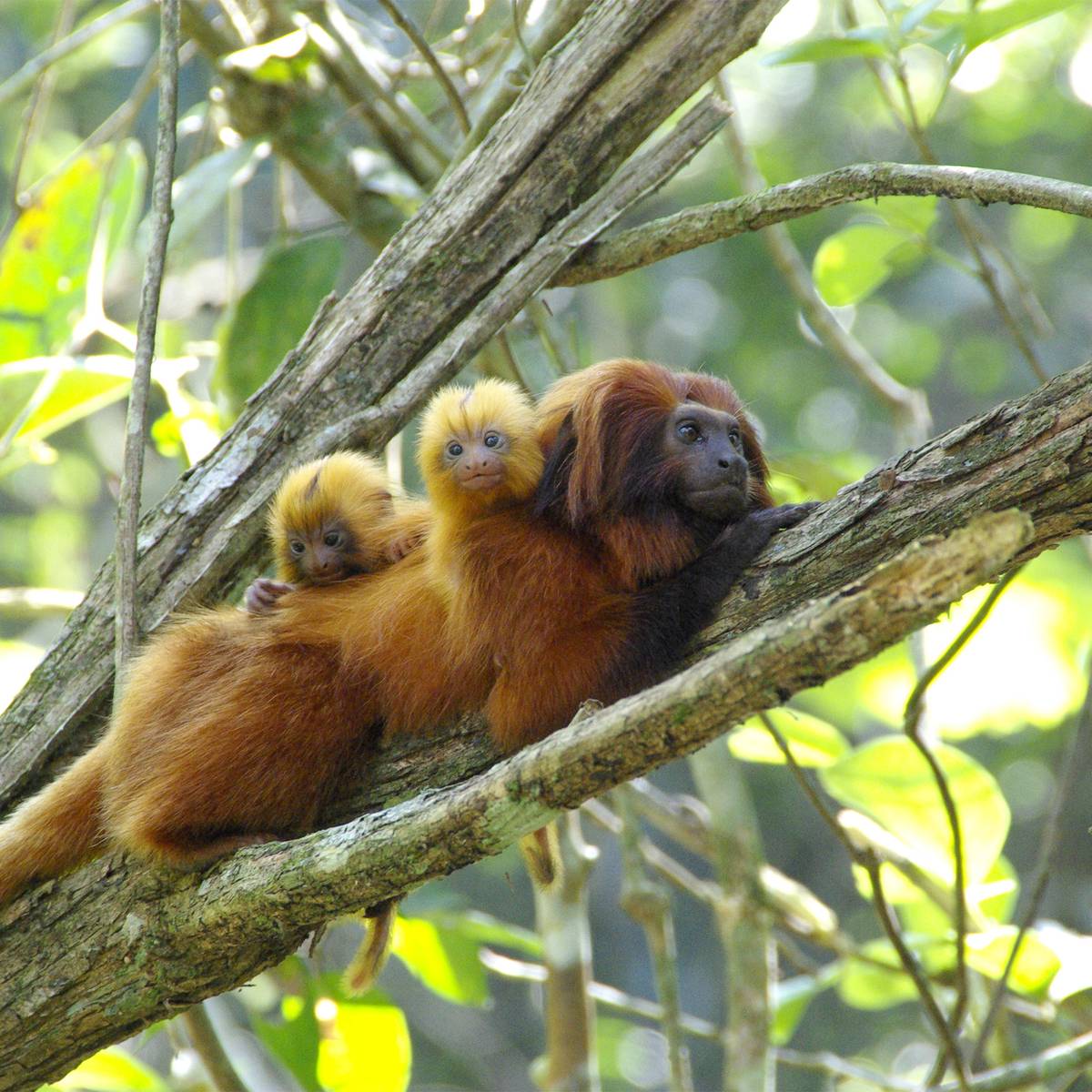 Famille de tamarin lion doré - Protéger 4 espèces de tamarins lions et restaurer leur habitat - Programme Brésil - Association Beauval Nature