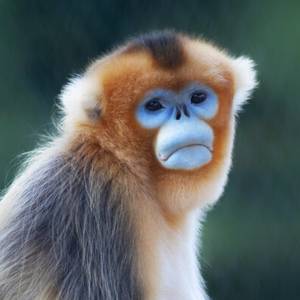 Vos parrainages soutiennent Beauval Nature !