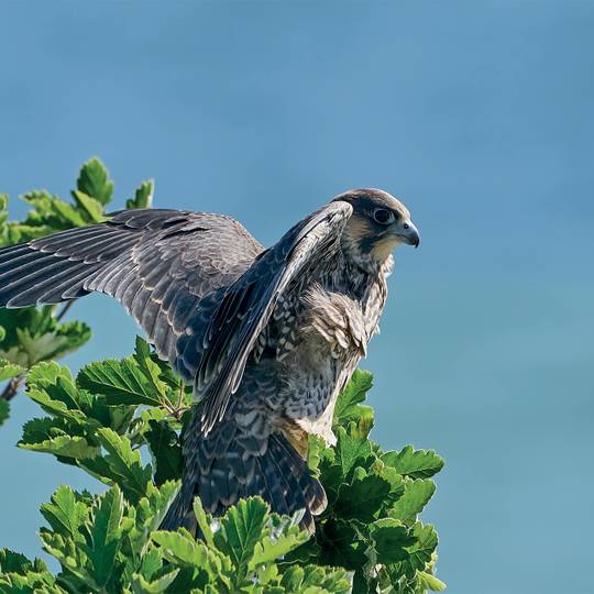 Faucon - Les rapaces, des oiseaux emblématiques à protéger - Programme France - Association Beauval Nature