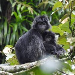 Réhabiliter puis réintroduire les langurs de Java dans leur milieu naturel - Programme Indonésie - Association Beauval Nature