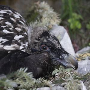 Un jeune gypaète barbu élevé à Beauval réintroduit en Allemagne