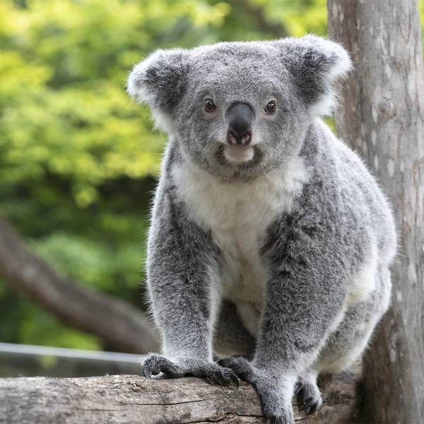 Parrainer Genoa, koala du Queensland du ZooParc de Beauval - Suivre les déplacements et surveiller l’état de santé des koalas - Programme Australie - Association Beauval Nature
