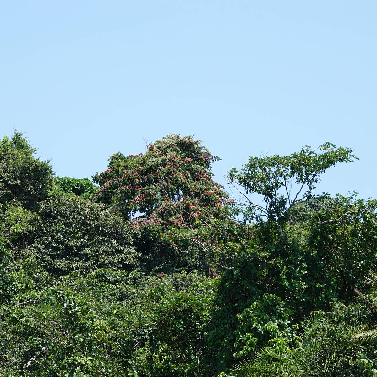 Paysage Congo - Sauver les derniers bonobos - Programme Congo - Association Beauval Nature