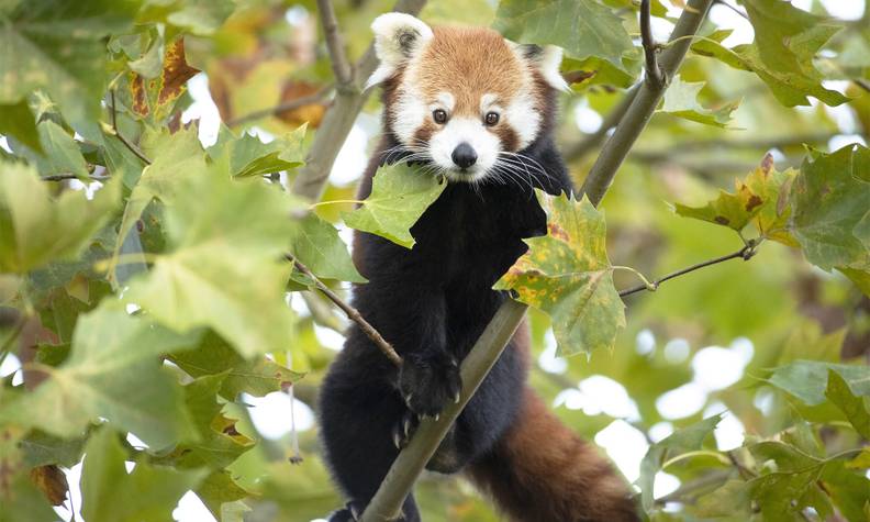 Panda roux dans les arbres - Garder, surveiller et protéger les pandas roux dans leurs forêts - Programme Népal - Association Beauval Nature
