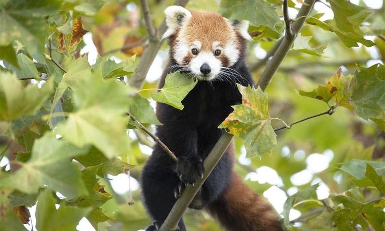 Habitat Du Panda Roux