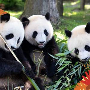 L’Asie se dévoile à la maison Beauval Nature du 29 mars au 18 mai
