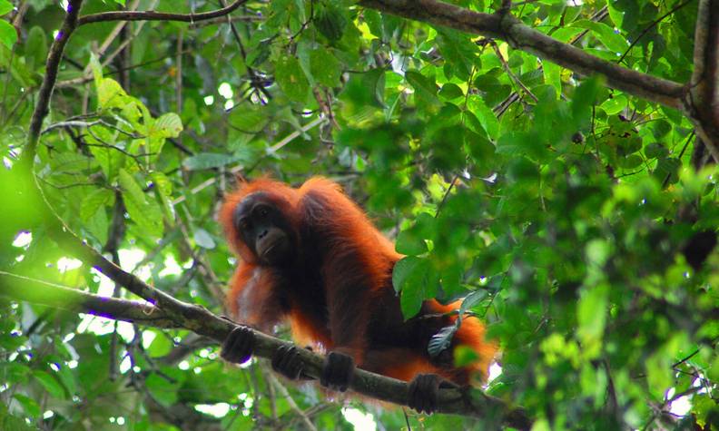 Orang-outan vu du dessous - Sauver les orangs-outans et les éléphants de Bornéo - Programme Malaisie - Association Beauval Nature