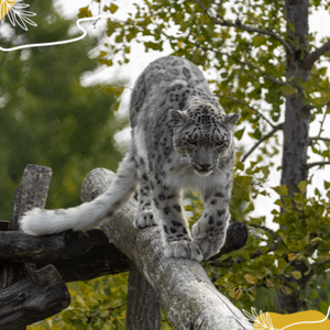 Journée mondiale de la panthère des neiges : un félin d’altitude à protéger