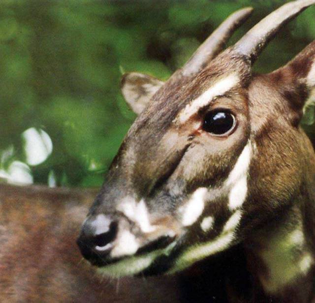 Saola de profil - Rechercher, surveiller et aider à sauver le saola - Programme Laos et Vietnam - Association Beauval Nature