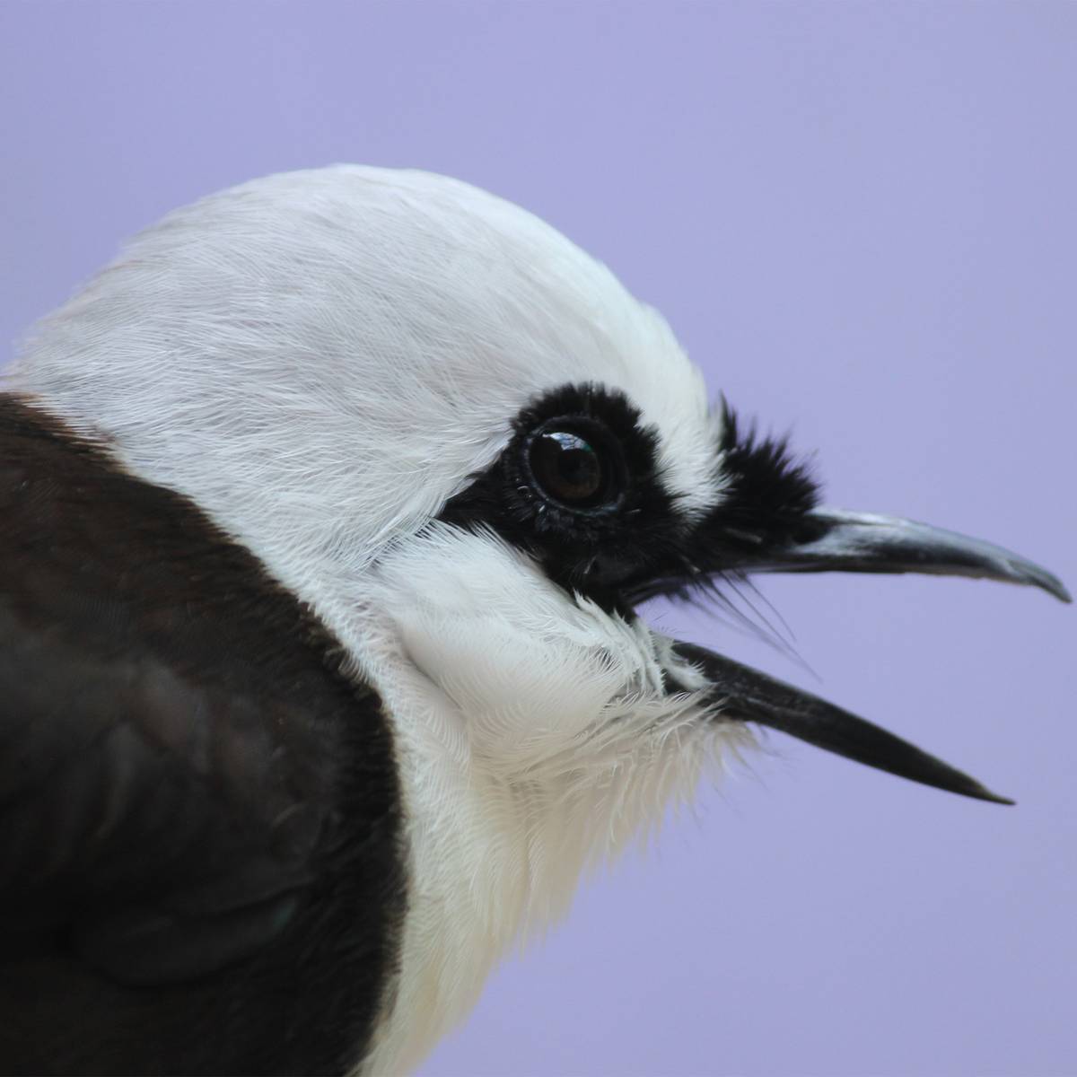 Garrulaxe bicolore de profil - Protéger, reproduire et réintroduire les oiseaux chanteurs - Programme Indonésie - Association Beauval Nature