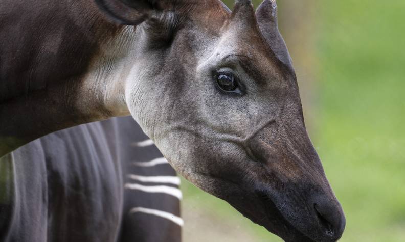 Gros plan okapi - Protéger le fragile okapi - Programme Congo - Association Beauval Nature