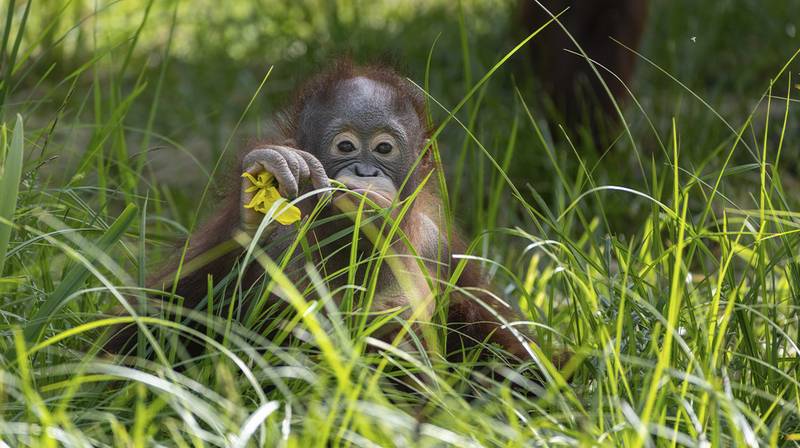 World Orangutan Day 2026 – Raja