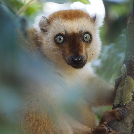 Portrait lémur aux yeux turquoise - Protéger le lémur aux yeux turquoise en préservant son habitat - Programme Madagascar - Association Beauval Nature