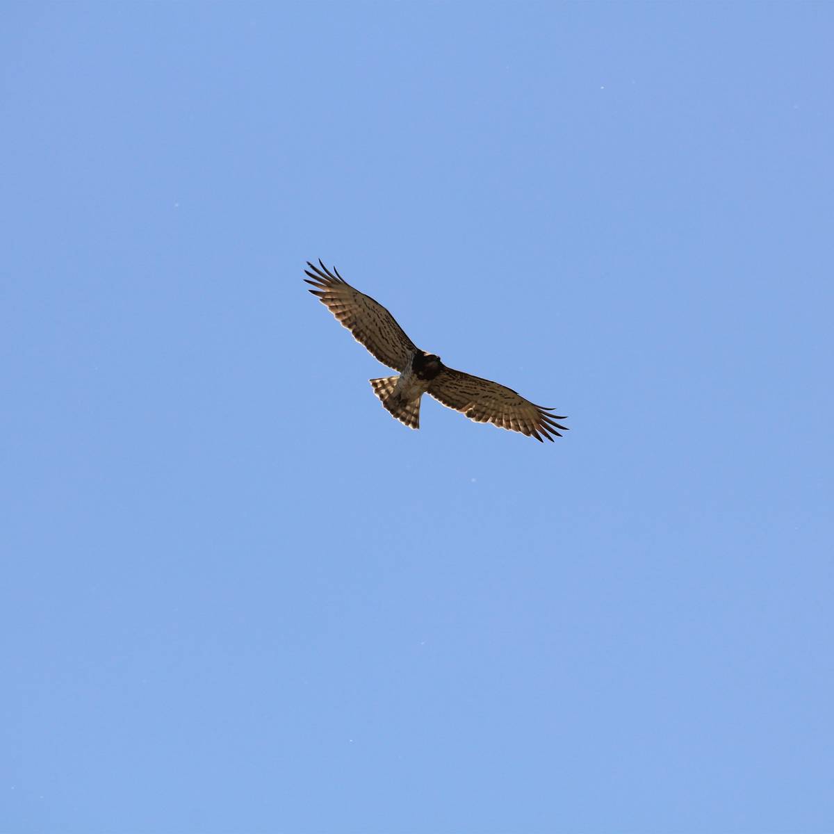 Les rapaces, des oiseaux emblématiques à protéger - Programme France - Association Beauval Nature