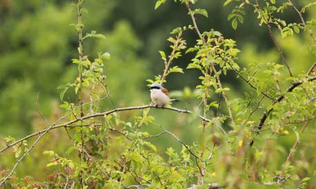 Nos actions - Programme LPO - Association Beauval Nature - ZooParc de Beauval