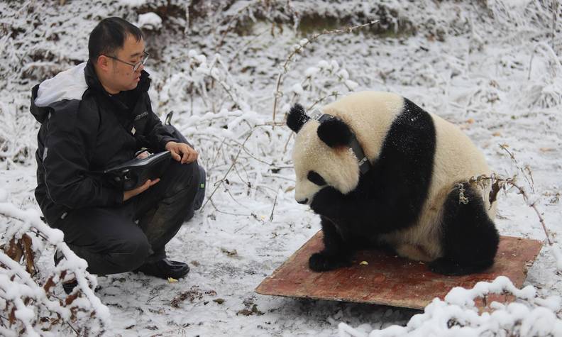 Pesée d'un panda - Reproduire ex situ et réintroduire le panda géant dans son milieu naturel - Programme Chine - Association Beauval Nature