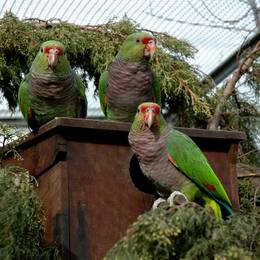 Amazone vineuse - Ancien programme Argentine - Association Beauval Nature