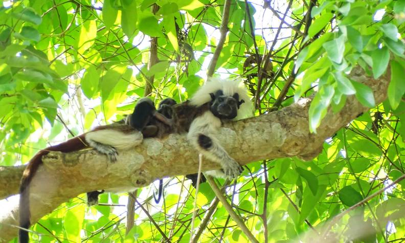Famille tamarin pinché - Protéger et restaurer l’habitat forestier des tamarins pinchés - Programme Colombie - Association Beauval Nature