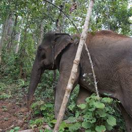 Éléphants - Ancien programme Laos - Association Beauval Nature