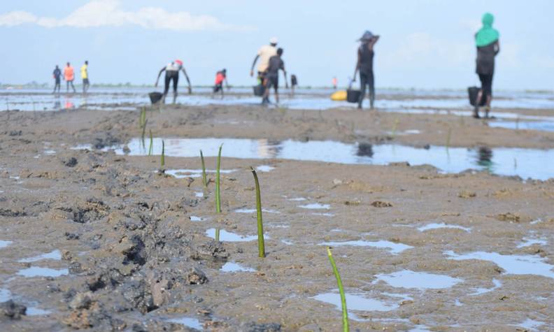 Plantation de la mangrove avec population locale - Restaurer la mangrove - Programme Sénégal - Association Beauval Nature