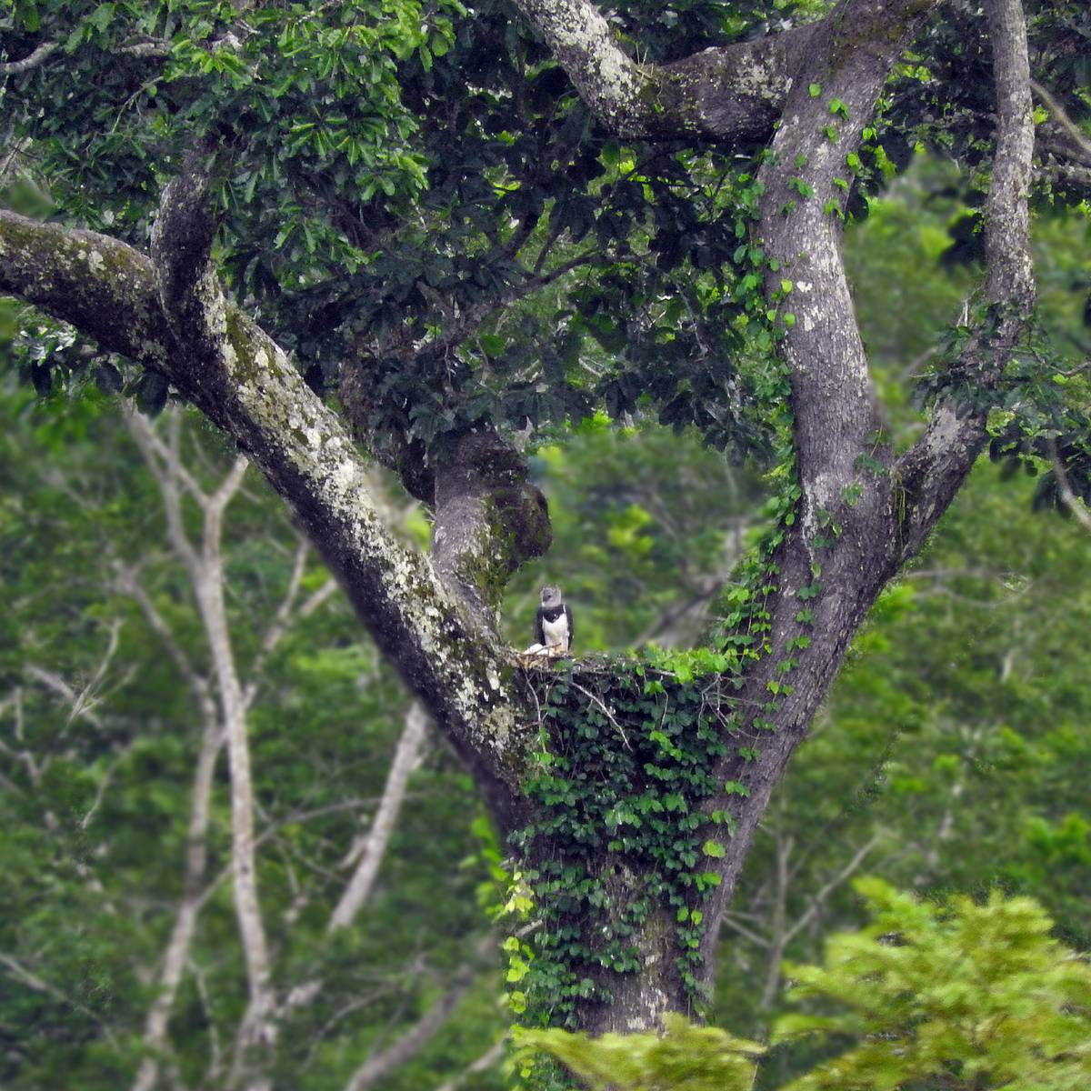Suivre les sites de nidification des harpies féroces - Programme Brésil - Association Beauval Nature