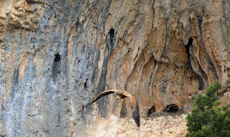 Vautour fauve - Les rapaces, des oiseaux emblématiques à protéger - Programme France - Association Beauval Nature