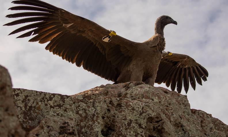 Relâché de Pachamama en septembre 2021 - Protéger et relâcher le condor des Andes sacré - Programme Argentine - Association Beauval Nature