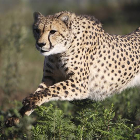 Guépard en pleine course - Sauver et réintroduire les guépards en sensibilisant à leur conservation - Programme Namibie - Association Beauval Nature